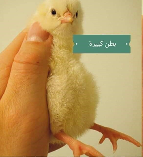 استلام بيض التفريخ استلام بيض التفريخ