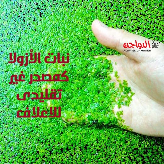 أهمية نبات الأزولا كمصدر غير تقليدى للاعلاف أهمية نبات الأزولا كمصدر غير تقليدى للاعلاف