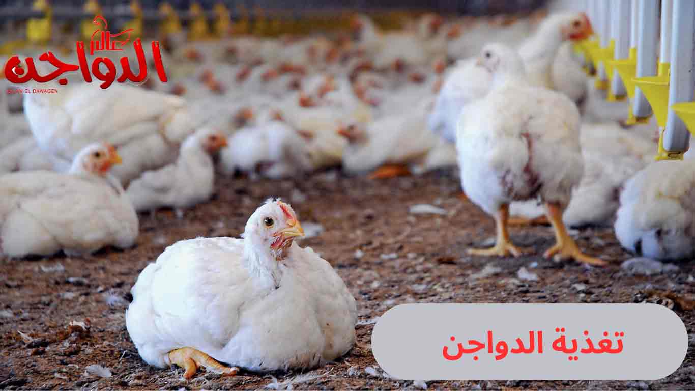 المركبات الغذائية الأساسية اللازمة لتغذية الدواجن وتأثير البروبيوتك في تغذية الدواجن المركبات الغذائية الأساسية اللازمة لتغذية الدواجن وتأثير البروبيوتك في تغذية الدواجن