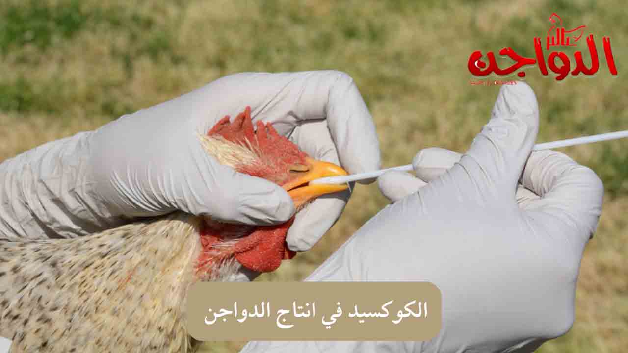 الكوكسيديا في انتاج الدواجن الكوكسيديا في انتاج الدواجن