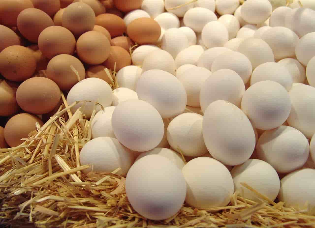 الفرق بين البيض الأبيض والأحمر الفرق بين البيض الأبيض والأحمر