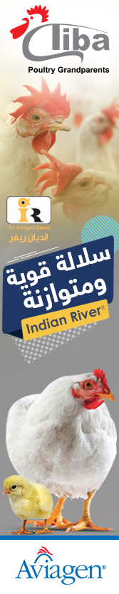 اعلان شركة طيبة للدواجن