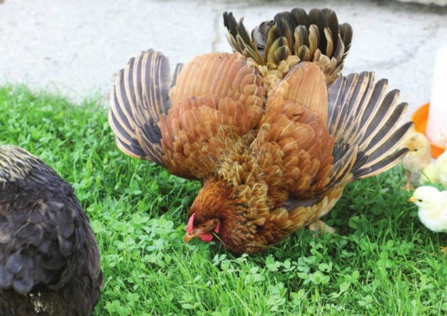 لغة الجسد عند الدجاج لغة الجسد عند الدجاج