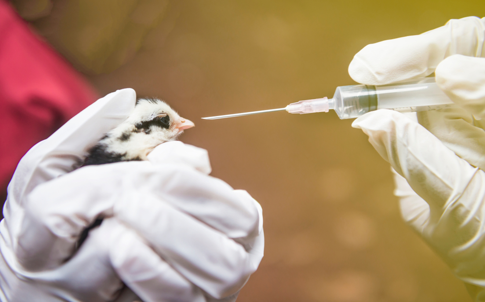 العوامل التي تؤثر على فعالية لقاحات الدواجن.. بقلم ا.د/ عبدالفتاح حمدي العدل العوامل التي تؤثر على فعالية لقاحات الدواجن.. بقلم ا.د/ عبدالفتاح حمدي العدل