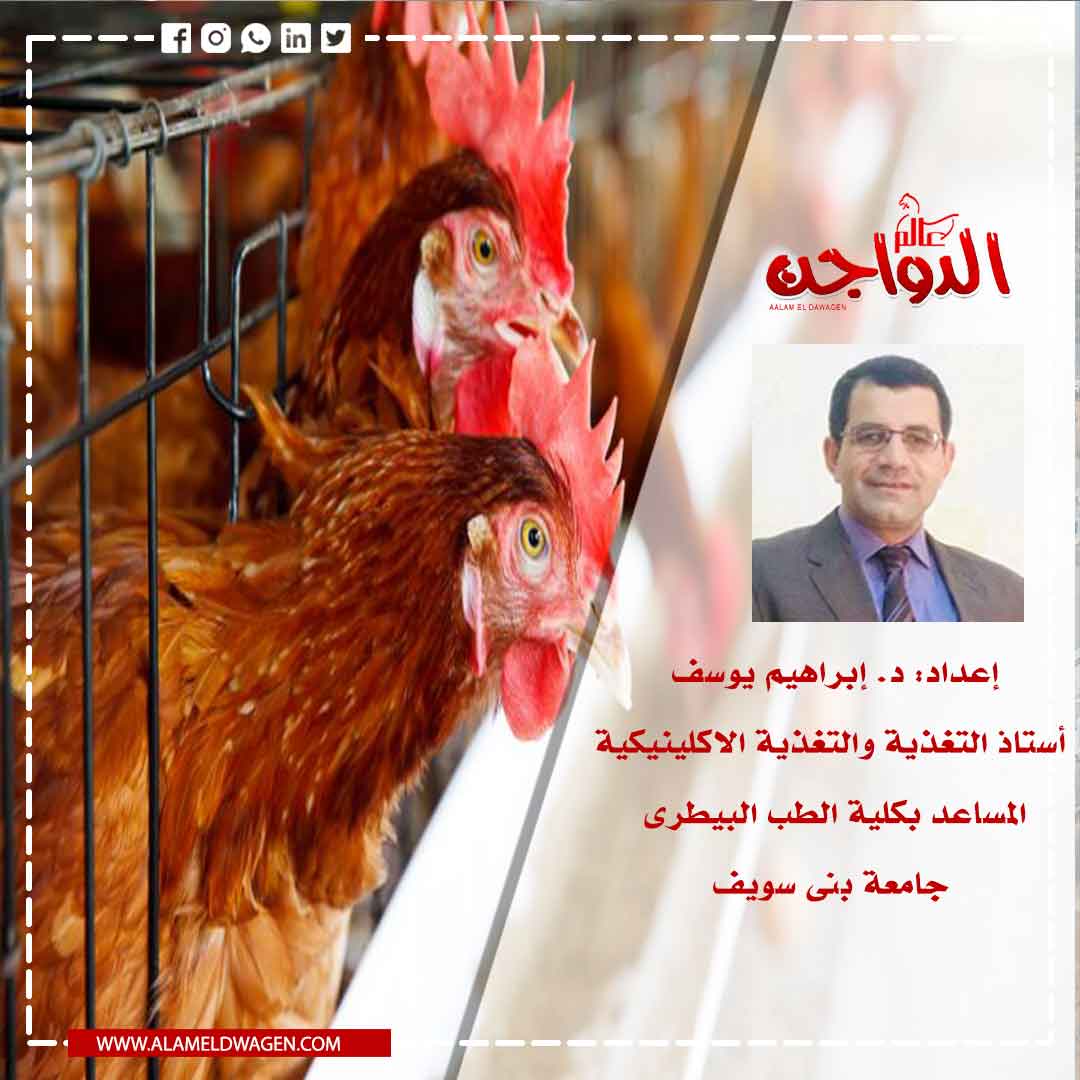 السموم  الفطرية فى أعلاف الدواجن السموم  الفطرية فى أعلاف الدواجن