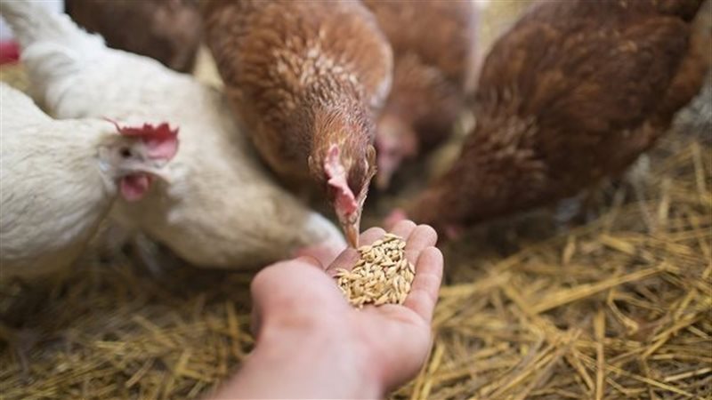 الاعلاف المحببة والاعلاف الناعمة في تغذية الدواجن .. بقلم ا.د/ محمد احمد توني الاعلاف المحببة والاعلاف الناعمة في تغذية الدواجن .. بقلم ا.د/ محمد احمد توني