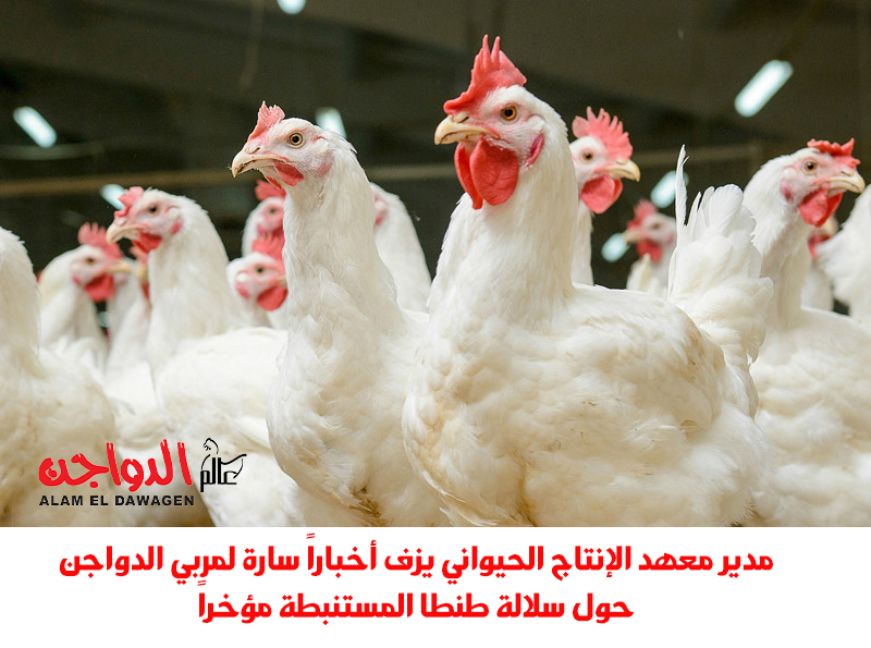 مدير معهد الإنتاج الحيواني يزف أخباراً سارة لمربي الدواجن حول سلالة دواجن طنطا المستنبطة مؤخراً مدير معهد الإنتاج الحيواني يزف أخباراً سارة لمربي الدواجن حول سلالة دواجن طنطا المستنبطة مؤخراً