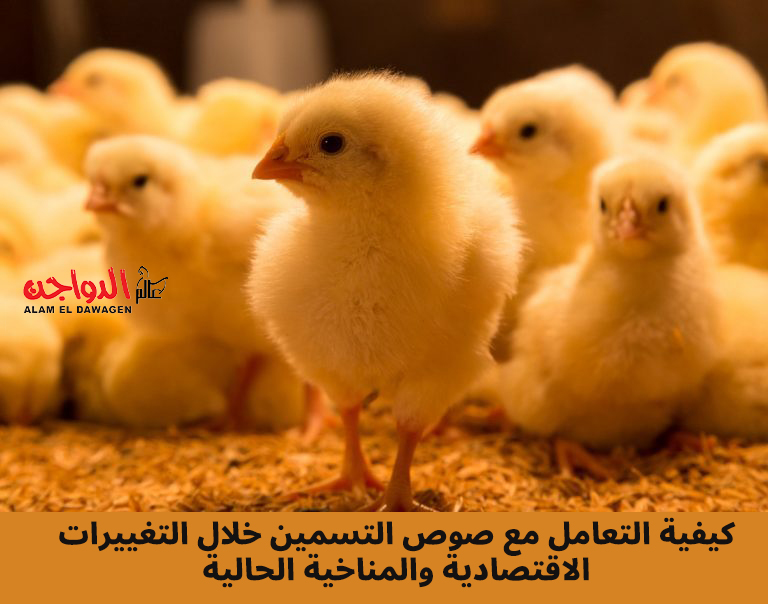 كيفية التعامل مع صوص التسمين خلال التغييرات الاقتصادية والمناخية الحالية .. بقلم د/ محمود البحيري كيفية التعامل مع صوص التسمين خلال التغييرات الاقتصادية والمناخية الحالية .. بقلم د/ محمود البحيري