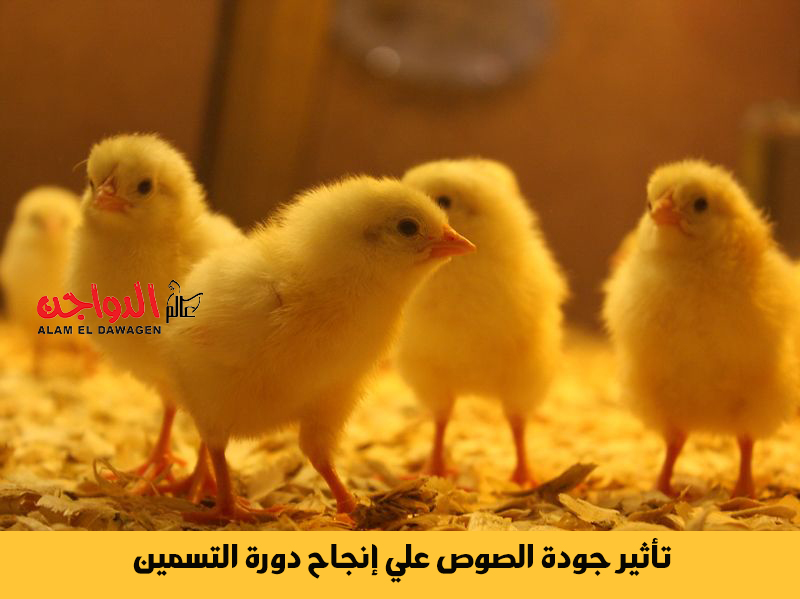 تأثير جودة الصوص علي إنجاح دورة التسمين .. بقلم م/ شريف عيد  تأثير جودة الصوص علي إنجاح دورة التسمين .. بقلم م/ شريف عيد