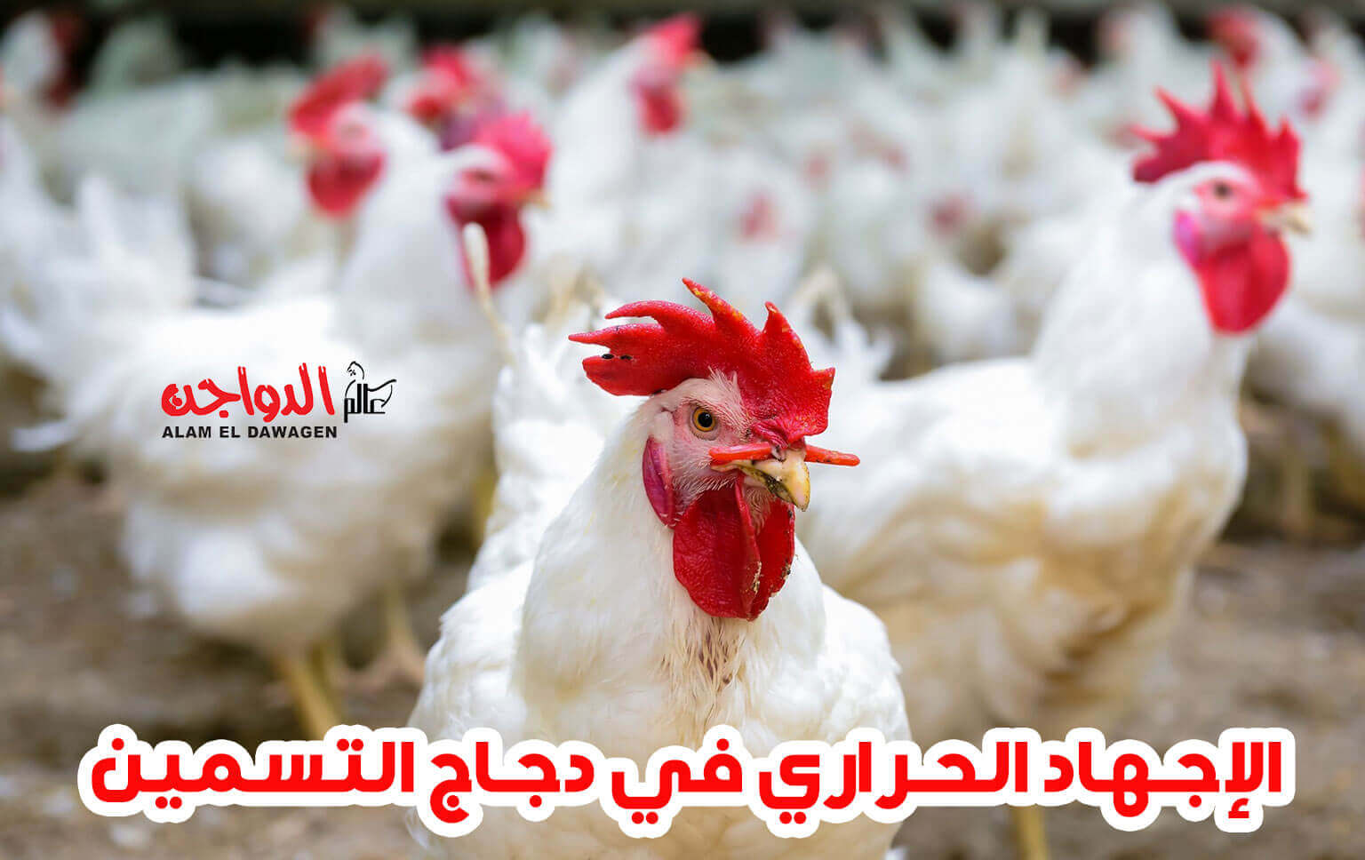 الإجهاد الحراري في دجاج التسمين... بقلم ا.د/ احمد جلال السيد الإجهاد الحراري في دجاج التسمين... بقلم ا.د/ احمد جلال السيد