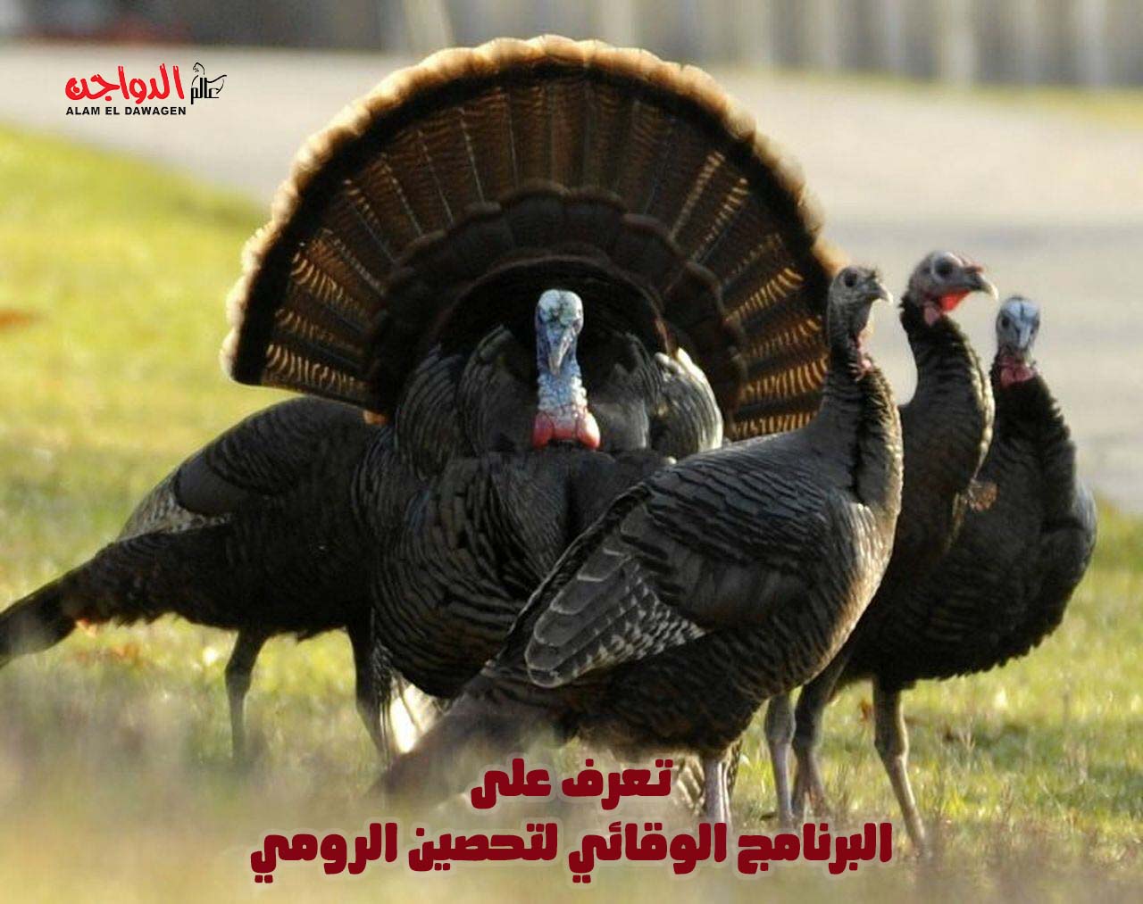 تعرف على البرنامج الوقائي لتحصين الرومي .. بقلم أ.د/ صفوت كمال تعرف على البرنامج الوقائي لتحصين الرومي .. بقلم أ.د/ صفوت كمال