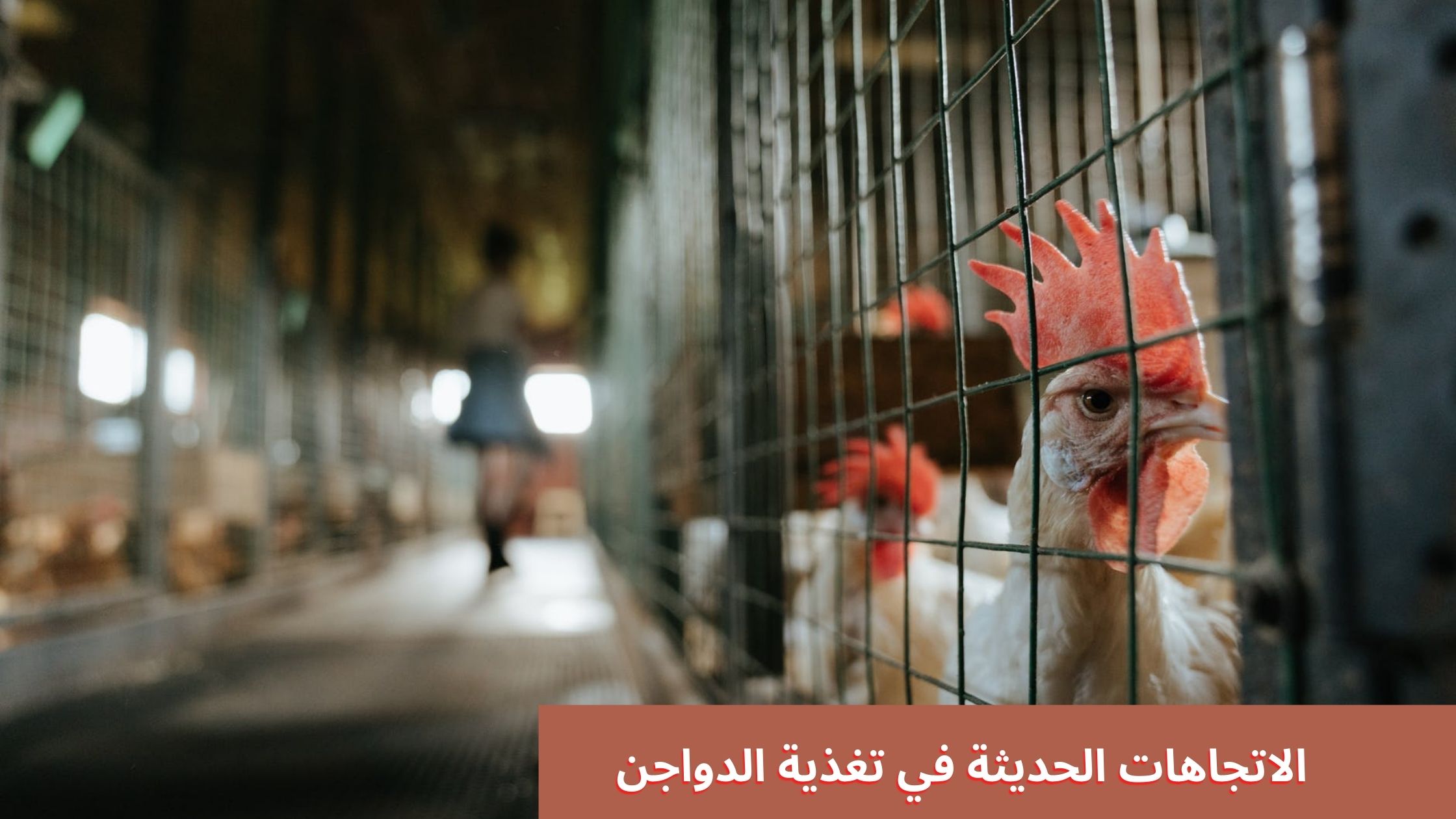 الاتجاهات الحديثة في تغذية الدواجن الاتجاهات الحديثة في تغذية الدواجن