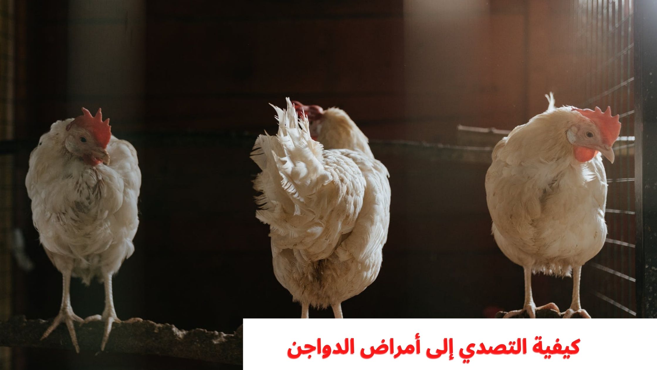 كيفية التصدي إلى أمراض الدواجن كيفية التصدي إلى أمراض الدواجن