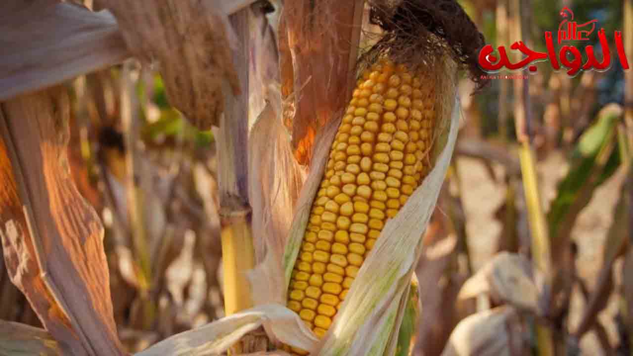 Egypt imports of feed corn exceed 148 million dollars last February